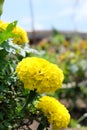 Close up beautiful Marigold flower in sunny day Royalty Free Stock Photo