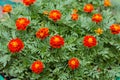 Close up of beautiful Marigold flowers in the garden Royalty Free Stock Photo