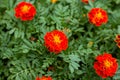 Close up of beautiful Marigold flowers in the garden Royalty Free Stock Photo