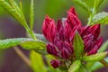 Close-up of beautiful maroon deciduous rhododendron buds on blurred background