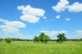 Beautiful meadow with trees. Climate changes. Royalty Free Stock Photo