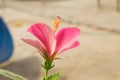 Close up of beautiful milky pink hibiscus flower in a garden Royalty Free Stock Photo