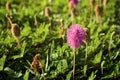 Close up of beautiful  Mimosa strigillosa powderpuff ground cover Royalty Free Stock Photo