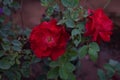 Close up of beautiful miniature roses in the garden area