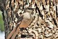 Mockingbird on Tree Stump Close-up