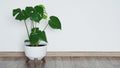 Close up of beautiful monstera flower leaves or swiss cheese plant, Monstera deliciosa Liebm, Araceae in white pot against white Royalty Free Stock Photo