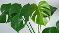 Close up of beautiful monstera flower leaves or swiss cheese plant, Monstera deliciosa Liebm, Araceae in white pot against white Royalty Free Stock Photo
