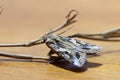 Close up a beautiful moth perching the dry stick of tree on the wood. Royalty Free Stock Photo