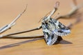 Close up a beautiful moth perching the dry stick of tree on the wood. Royalty Free Stock Photo