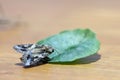 Close up a beautiful moth perching the green leaf on the wood. Royalty Free Stock Photo