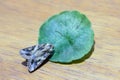 Close up a beautiful moth perching the green leaf on the wood. Royalty Free Stock Photo