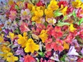 Close up of beautiful, multicoloured display of fresh freesias