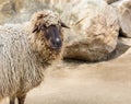 Navajo churro sheep looking at the camera near some rocks