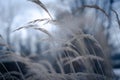 Close up of beautiful needlegrass during windy weather on a blurred background Royalty Free Stock Photo
