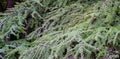 Close-up of beautiful needles on branches of Cedar Tree Cedrus libani or Lebanon Cedar in Massandra park Crimea