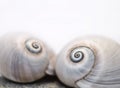 Neverita Duplicata Shark Eye Sea Snail Shell Royalty Free Stock Photo