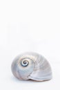 Neverita Duplicata Shark Eye Sea Snail Shell Royalty Free Stock Photo