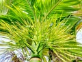 Close up of newly bloomed betel nut