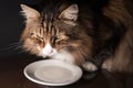 Close-up of a beautiful norwegian forest cat drinking milk out of a white saucer in dim light.