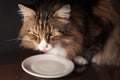 Close-up of a beautiful norwegian forest cat drinking milk out of a white saucer with hise tongue out in dim light.
