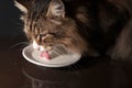 close-up of a beautiful norwegian forest cat drinking milk out of a saucer in dim light.