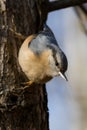 Close-up of beautiful nuthatch Sitta europaea, Aves bird on the stump in the forest i Royalty Free Stock Photo