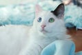 Close up of a beautiful odd eyed cat Royalty Free Stock Photo