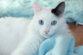 Close up of a beautiful odd eyed cat Royalty Free Stock Photo