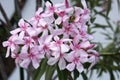 Close up of a beautiful oleander