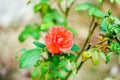 Close up of beautiful one red rose on green branch. Rose and bud on garden. Valentines background. Royalty Free Stock Photo