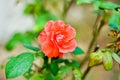 Close up of beautiful one red rose on green branch. Rose and bud on garden. Valentines background. Pink rose with fresh leaves Royalty Free Stock Photo