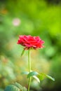 Close up of beautiful one red rose on green branch. Rose and bud on garden. Valentines background. Pink rose with fresh leaves Royalty Free Stock Photo