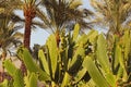 Close up of beautiful Opuntia Ficus Indica Fichi di India also called Nopal with palm trees at the background. Sharm El Sheikh