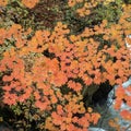 Close up beautiful orange branch of maple tree on flowing stream for background Royalty Free Stock Photo