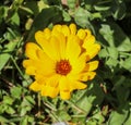 Close up of a beautiful orange calendula marigold flower on a green meadow Royalty Free Stock Photo