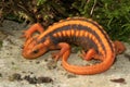 Close up of a beautiful orange colored female of the endangered Royalty Free Stock Photo