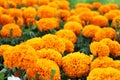 Close Up Beautiful Orange Colors of Marigold flowers in garden Royalty Free Stock Photo