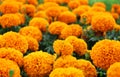 Close Up Beautiful Orange Colors of Marigold flowers and Green Leaf Background in garden Royalty Free Stock Photo