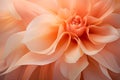 Close up of beautiful orange dahlia flower. Abstract floral background Royalty Free Stock Photo