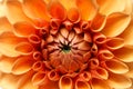 beautiful orange dahlia flower macro Royalty Free Stock Photo