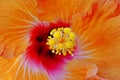 a beautiful orange Hibiscus blossom Royalty Free Stock Photo