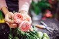 Close up of beautiful orange with pink roses woman hold in hand. Scissors and green plants are behind flowers. Royalty Free Stock Photo