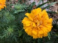 Close up of beautiful orange with red Marigold flower Tagetes erecta, Mexican, Aztec or African marigold in the garden. Macro of Royalty Free Stock Photo