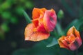 Close-up of beautiful orange red tulips with water drops with blurred green background, spring wallpaper, tulips field, springtime Royalty Free Stock Photo