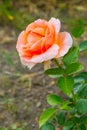 Close-up beautiful rose flower, happy birthday card Royalty Free Stock Photo