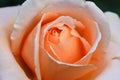 Close up Beautiful orange rose flower