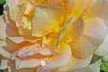 Close up of Beautiful orange roses with water drop in the garden. Royalty Free Stock Photo