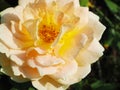 Close up of Beautiful orange roses with water drop in the garden. Royalty Free Stock Photo