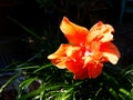 Close up beautiful orange, Shoe Flower, Hibiscus or Chinese rose blooming with green leaves and dark background Royalty Free Stock Photo