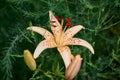 close up of a beautiful orange Tiger Lily Royalty Free Stock Photo